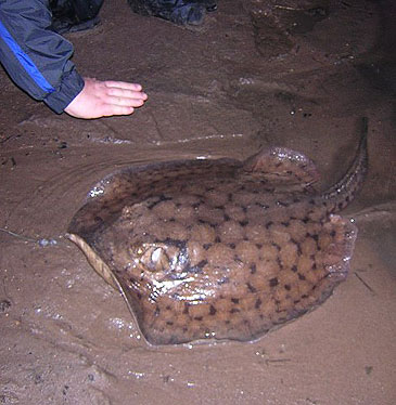 2796_Smooth Back River Stingray_Potamotrygon orbignyi.jpg